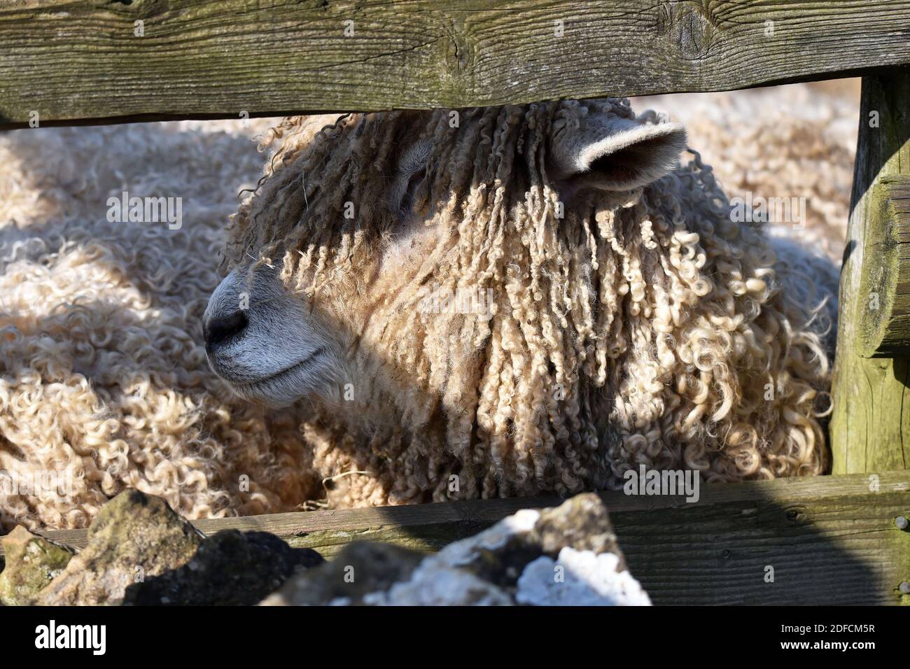 Cotswold Lion Sheep, Cotswolds, Gloucestershire, England, UK Stock Photo