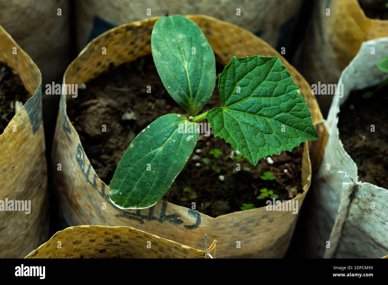 Pumpkin seedlings hires stock photography and images Alamy