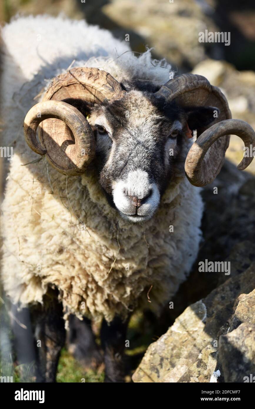 Swaledale Sheep, England, UK Stock Photo