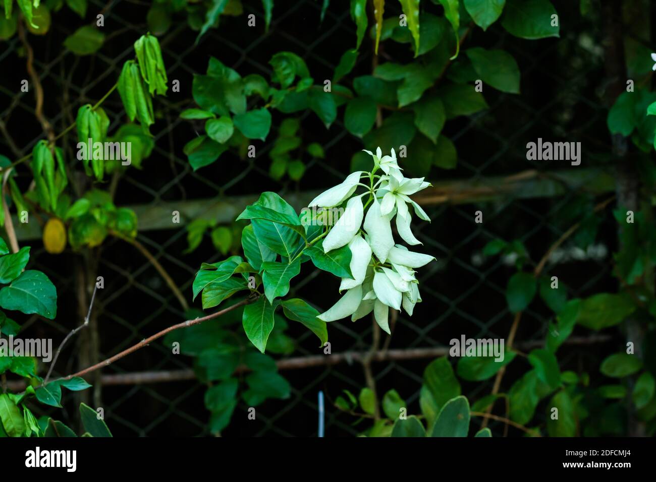 White leaf or Buddha's-lamp or Mussaenda philippica top of the green leaf Stock Photo