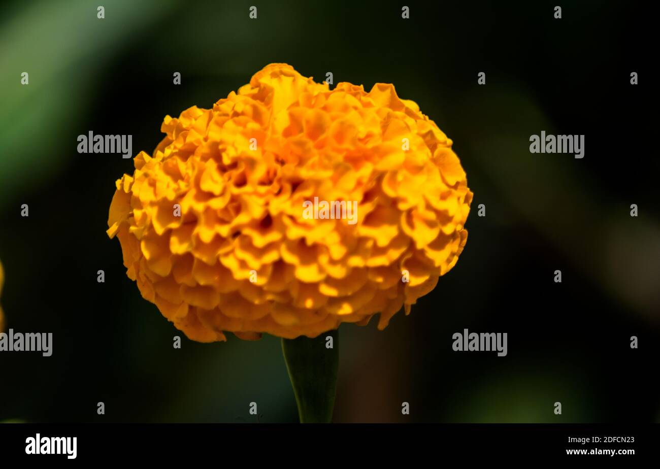beautiful Marigold Flowers of yellow and orange color, genda phool Stock Photo