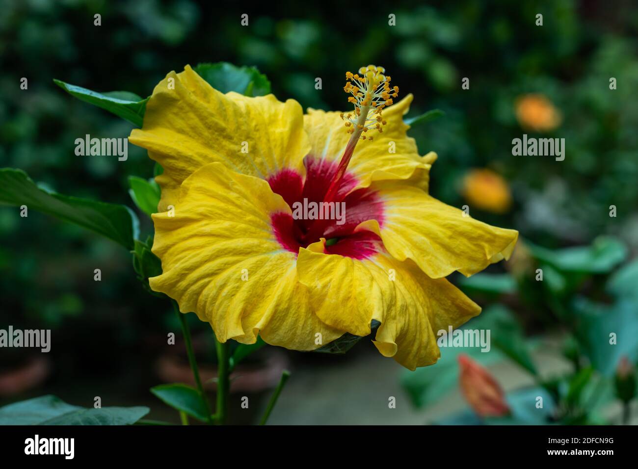 Yellow hibiscus flower plant hi-res stock photography and images - Alamy