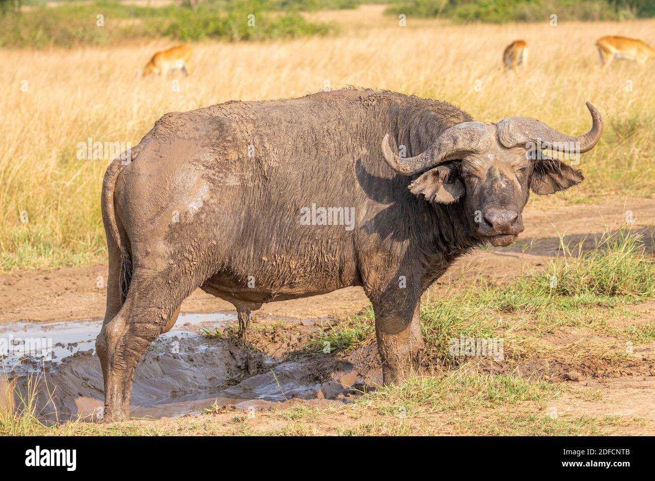 Katta anusli erkak (foto)