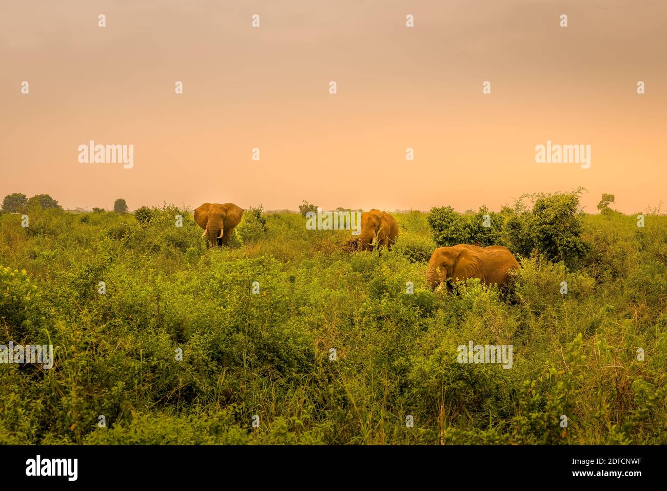 Herd of elephants ( Loxodonta Africana) at sunrise, Queen Elizabeth National Park, Uganda, East Africa. Stock Photo