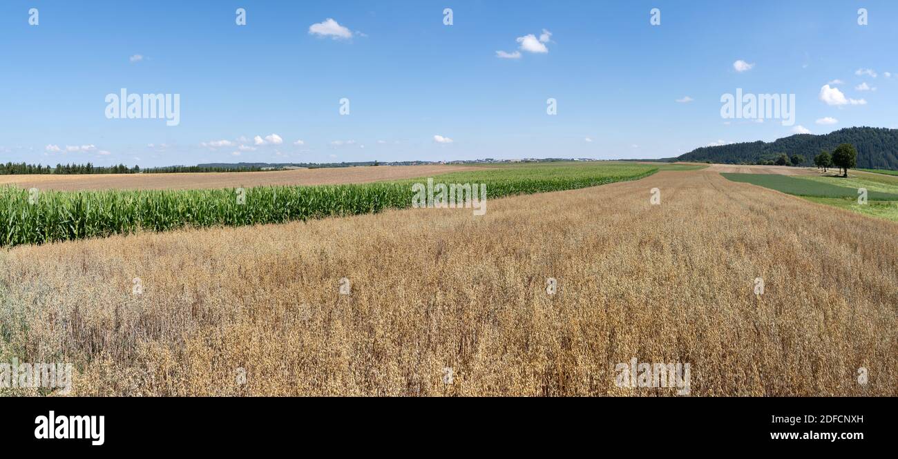 Brown ripe oat in a field amidst various fields in summer Stock Photo