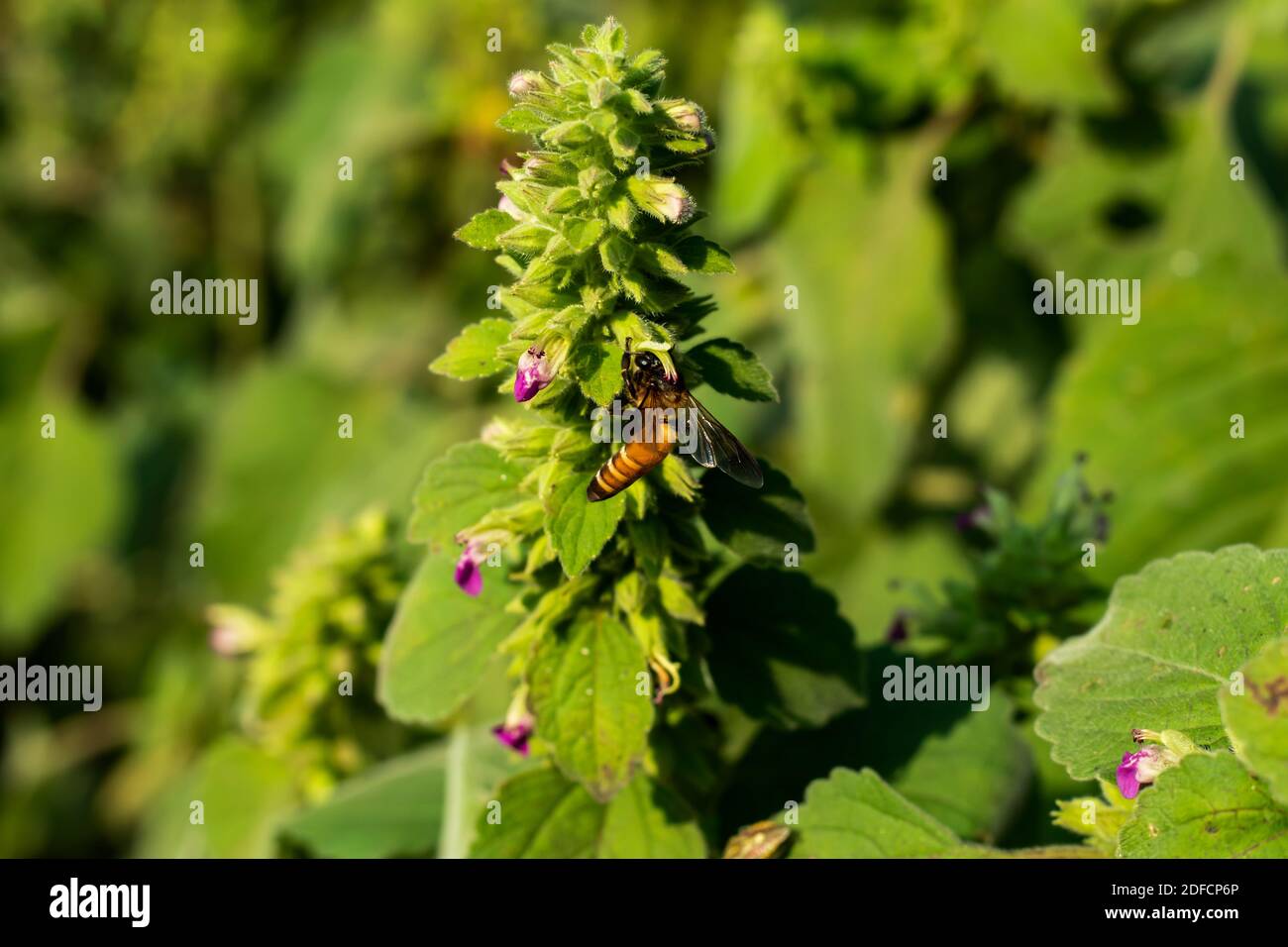 Jungle flower or bee collecting honey from purple dead-nettle Stock Photo