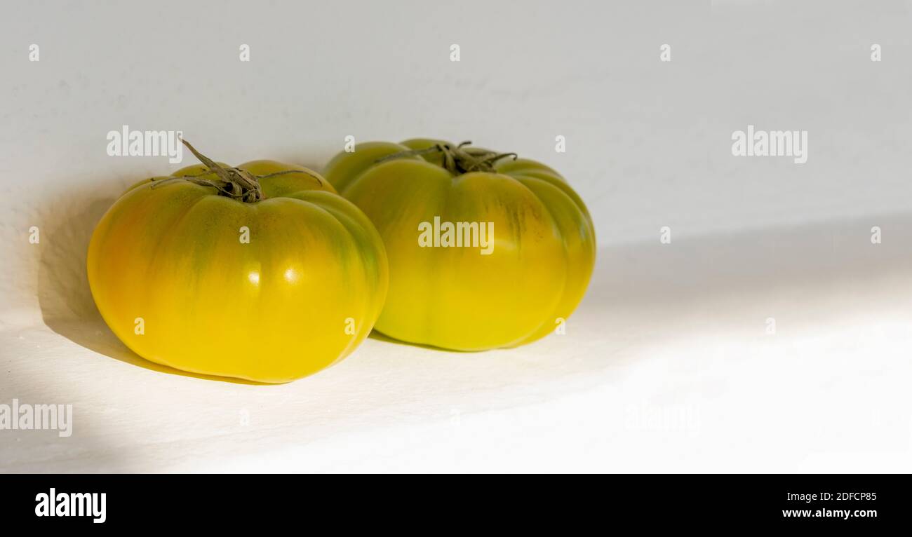 Two green tomato at a white wall. Raw food waiting to get ripe. White background. Day light falls on fresh harvested fruits. Stock Photo