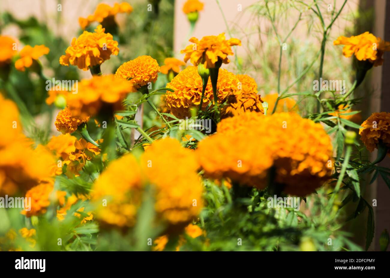 beautiful Marigold Flowers of yellow and orange color, genda phool Stock Photo