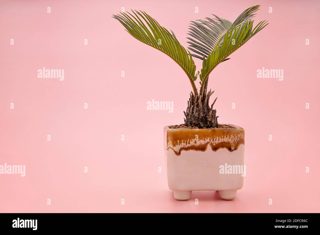 Dwarf cycads in white ceramic pots on a pink background. Stock Photo