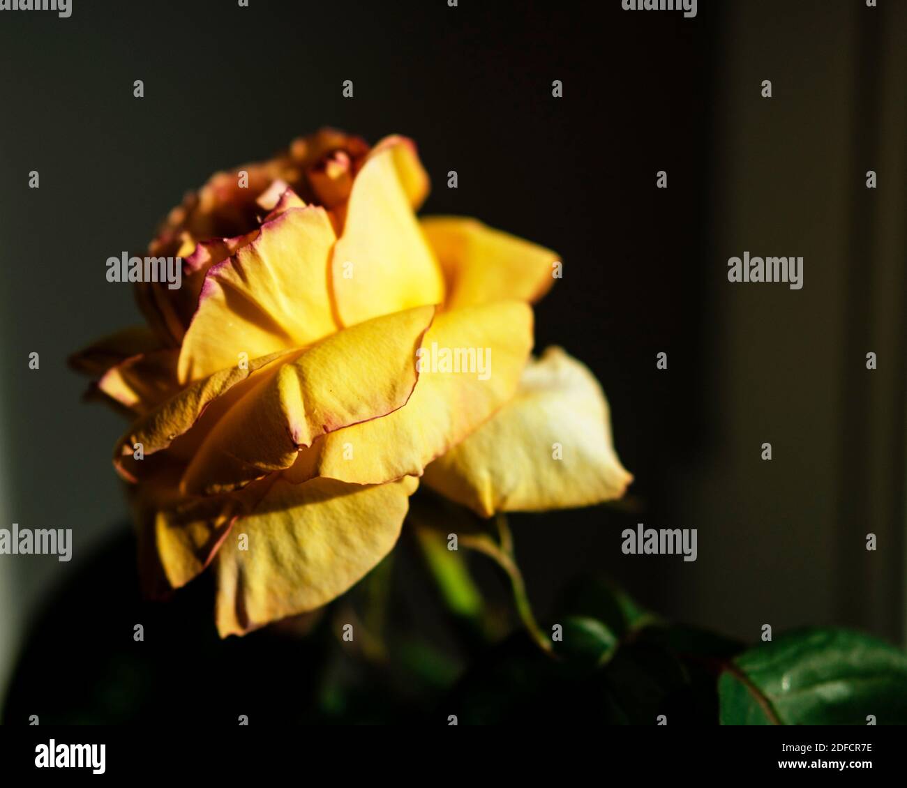 Low key roses hi-res stock photography and images - Alamy