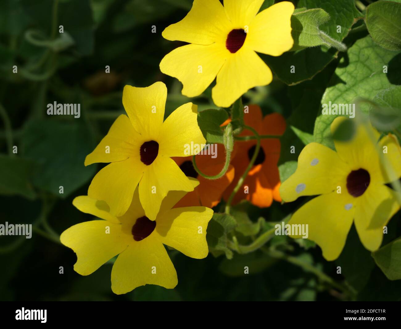 A closeup shot of yellow thunbergia flowers Stock Photo