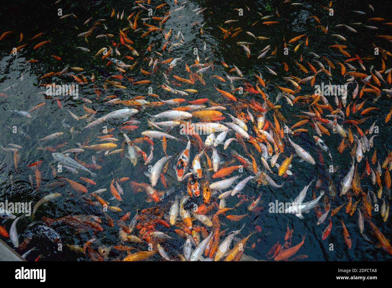 Big pond with Koi carp Carp fishes also know as Kohaku, Sanke, and