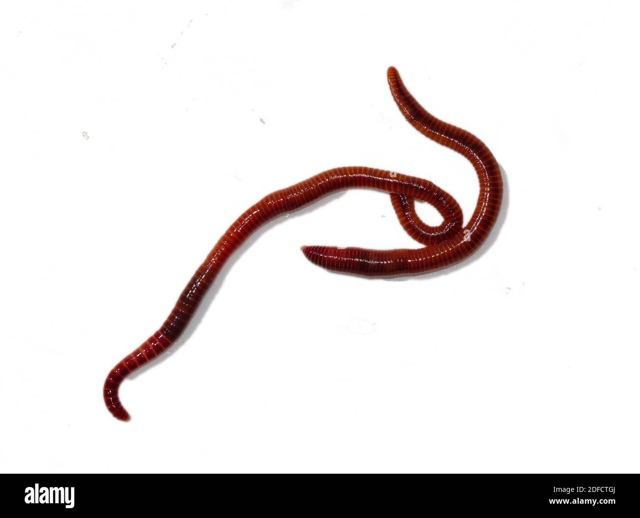 Two Earthworms, isolated on a white background Stock Photo