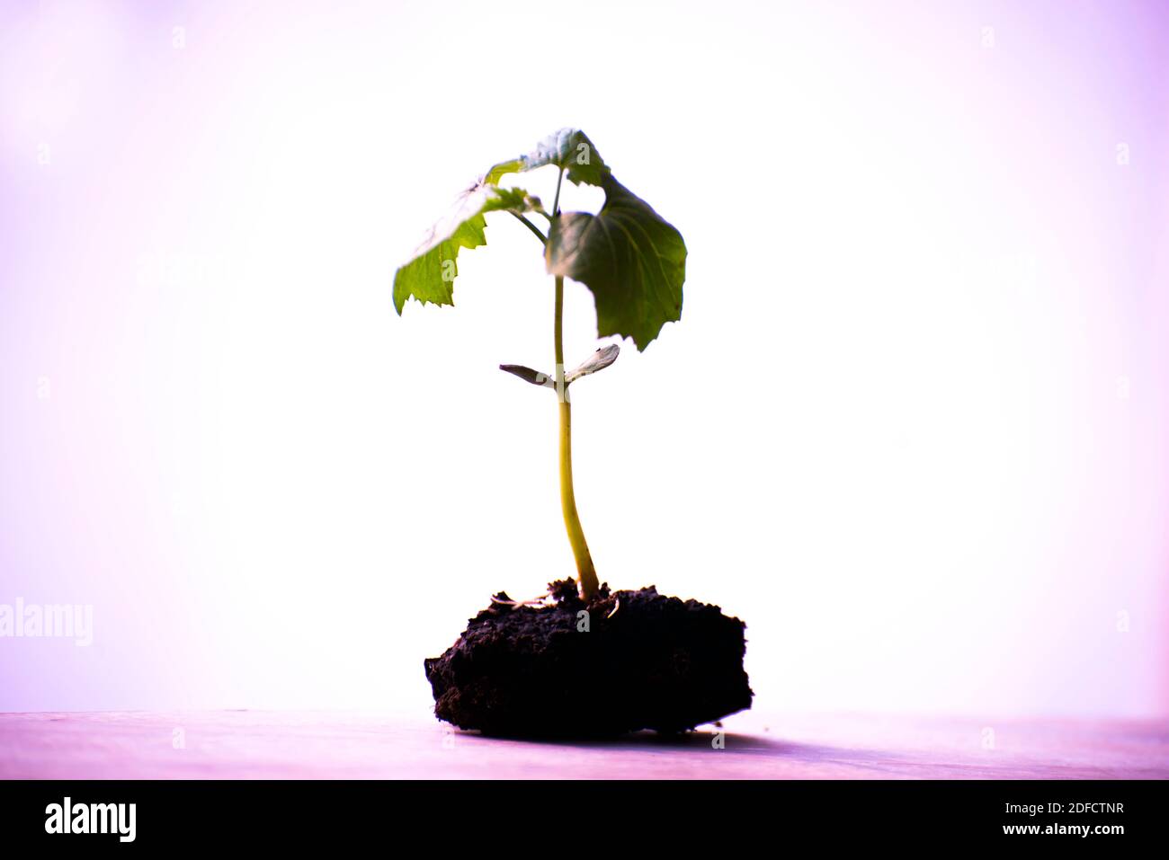 Green sprout is growing from soil isolated on white background Stock ...