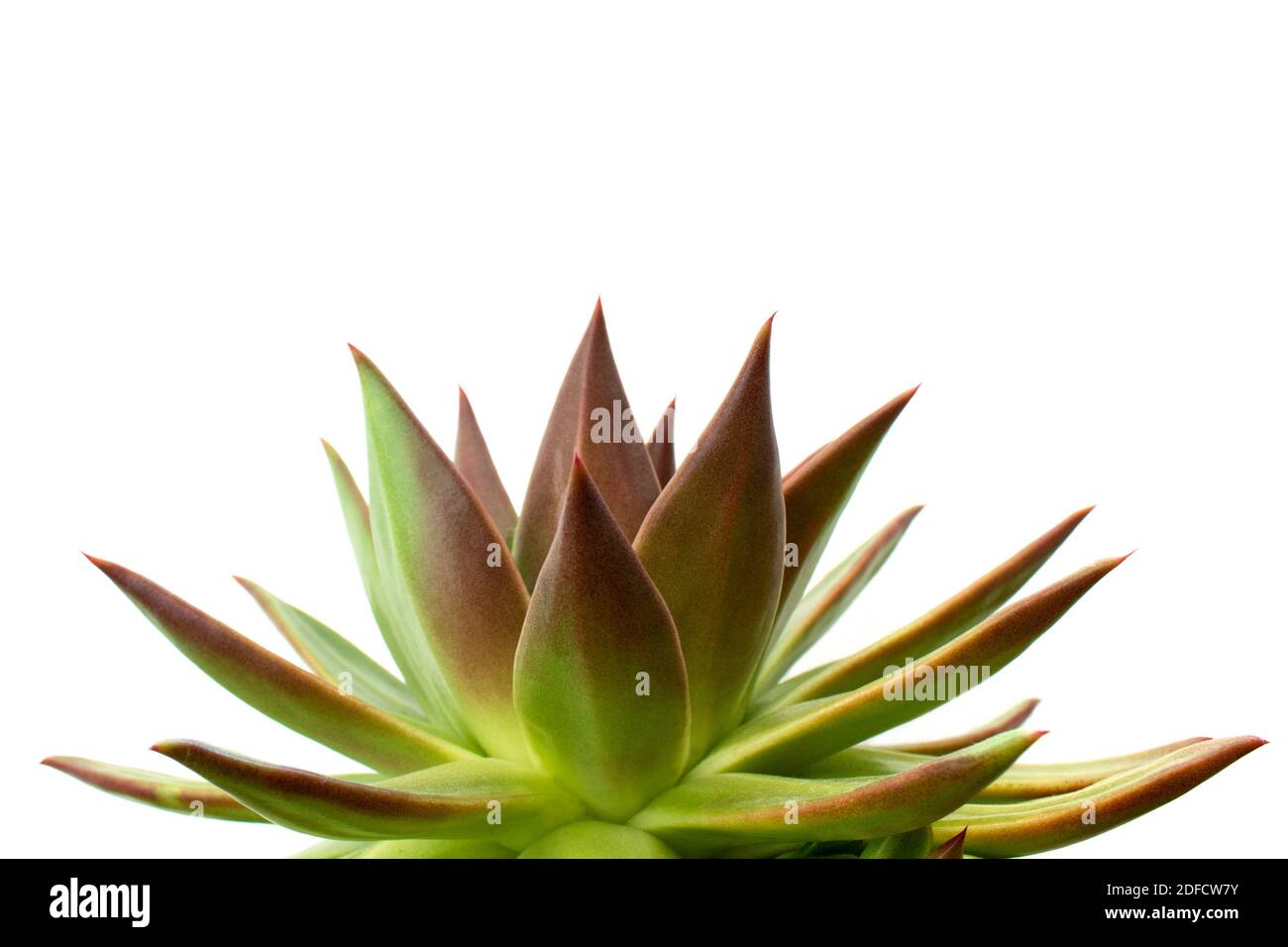 Close-up of Echeveria Agavoides succulent plant with sharp red tips isolated on white background. Tranquil and minimalist scene. Space for text Stock Photo