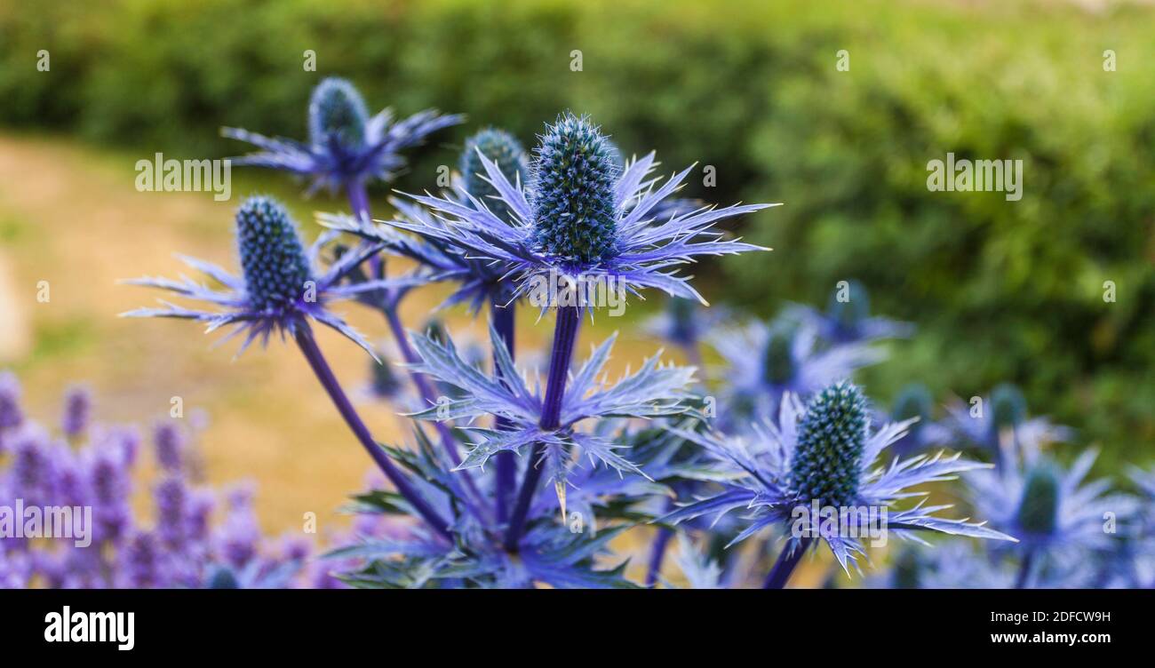 Eryngium Picos, blue flowers at Alnmouth,Northumberland,England,UK Stock Photo