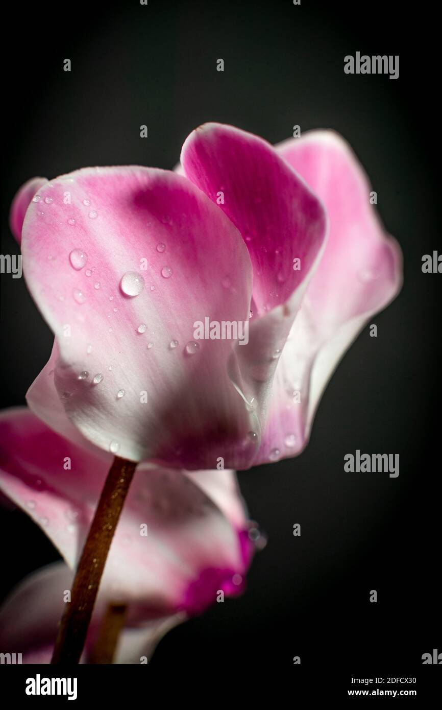 Cyclamen flowers with raindrops. Black background. Stock Photo