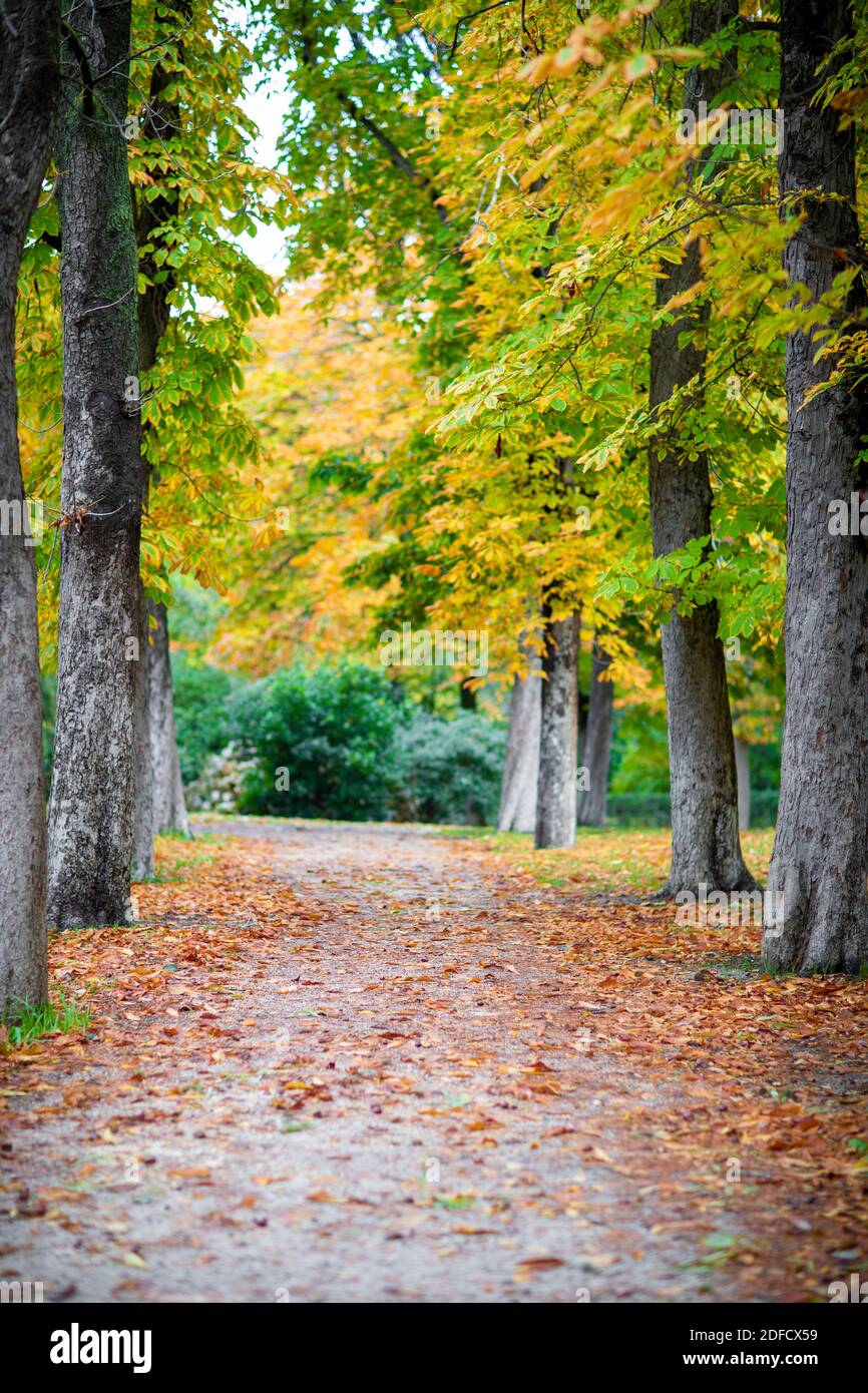 Vertical image of a path full of autumn leaves in a public park Stock Photo