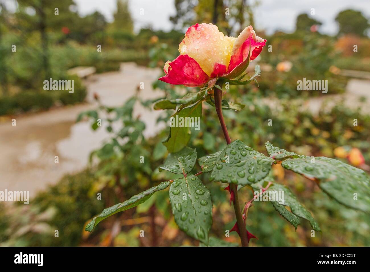 Detail of natural garden rose with raindrops on an autumn day. Stock Photo