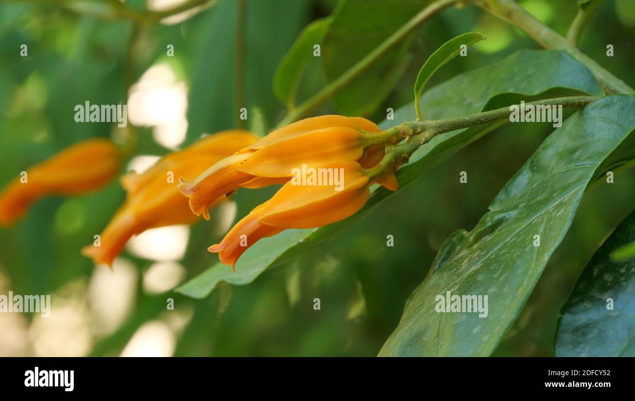 A closeup shot of orange juanulloa aurantiaca flowers Stock Photo