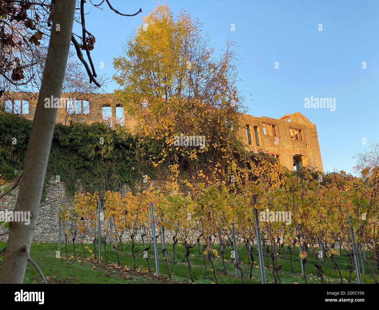 Landskron Castle Ruins And Vineyard In Oppenheim, Rheinhessen, Built 13th Century, Rhineland-Palatinate Stock Photo