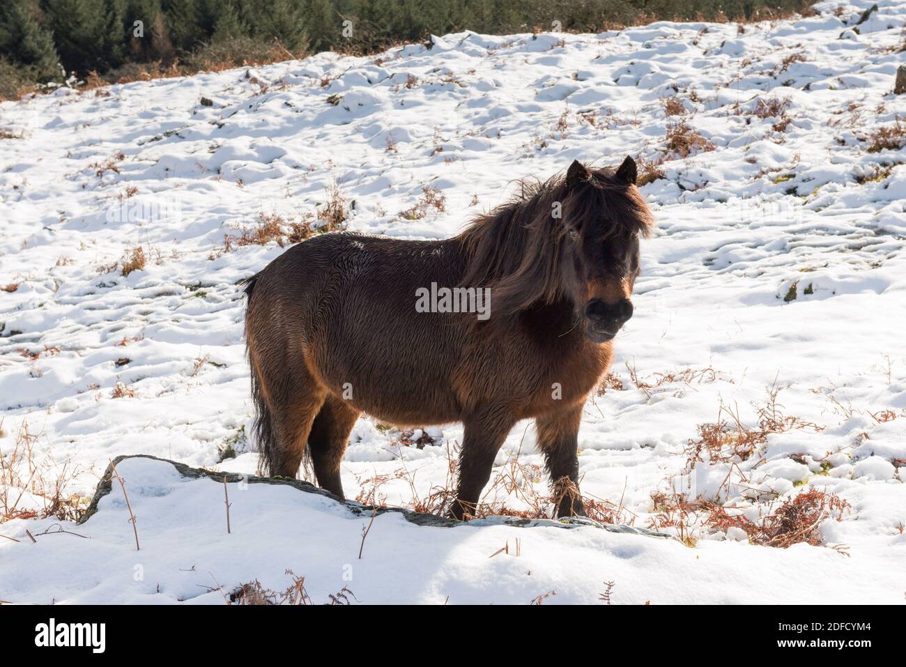 Dartmoor ponies winter hires stock photography and images Alamy