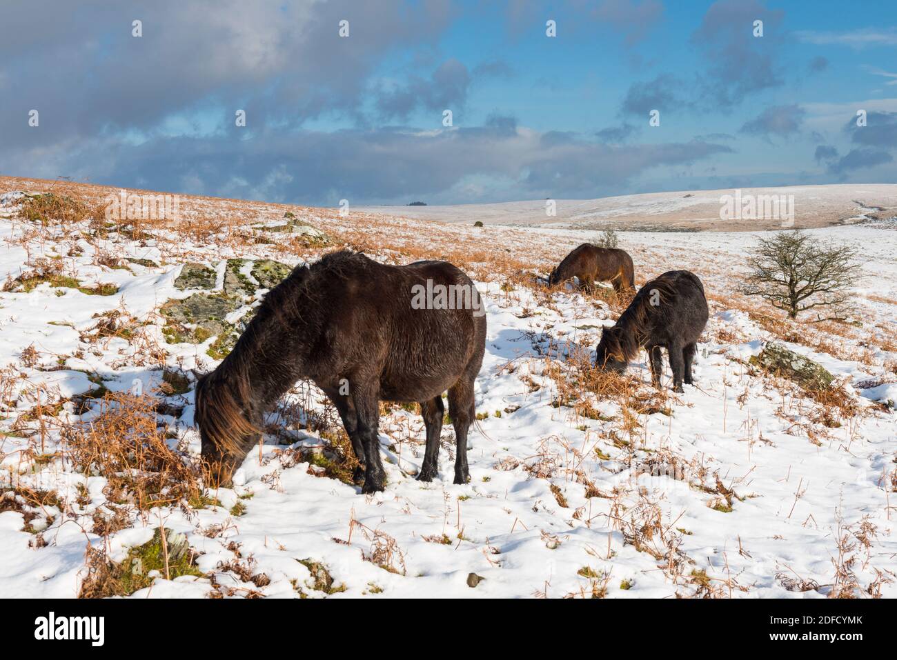 Dartmoor ponies winter uk hires stock photography and images Alamy