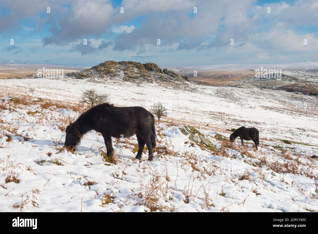 Dartmoor ponies winter hires stock photography and images Alamy