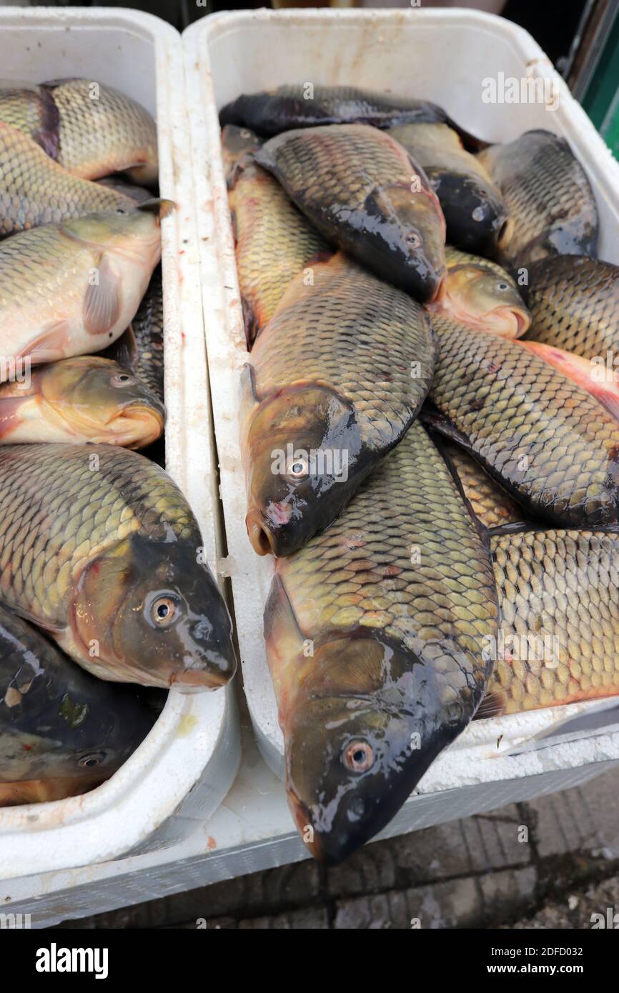 Fresh carp for sale for St. Nicholas Day. Carp fishes. Stock Photo