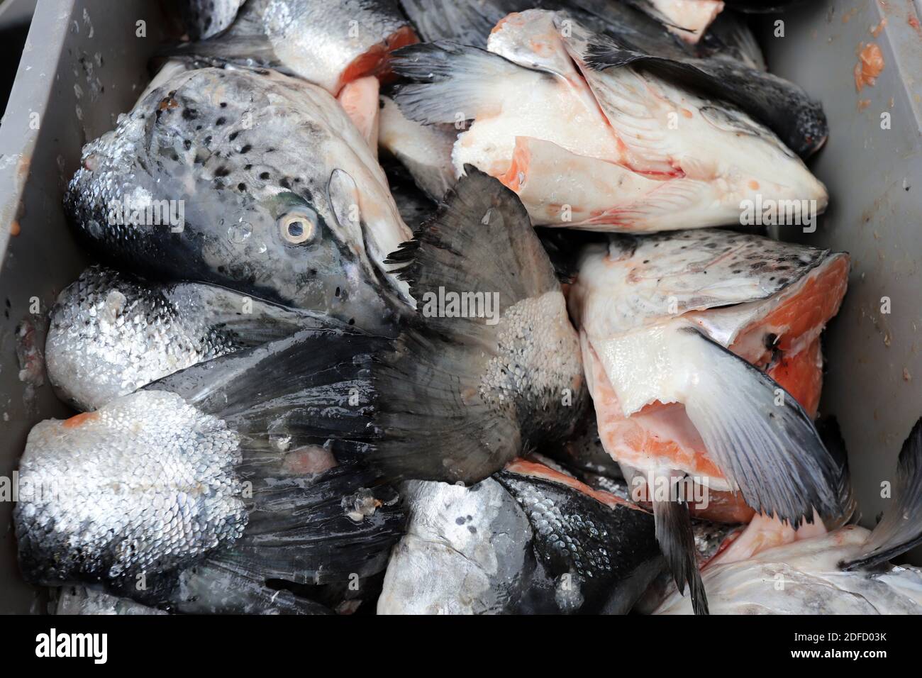 Fresh fish heads and tails Stock Photo Alamy