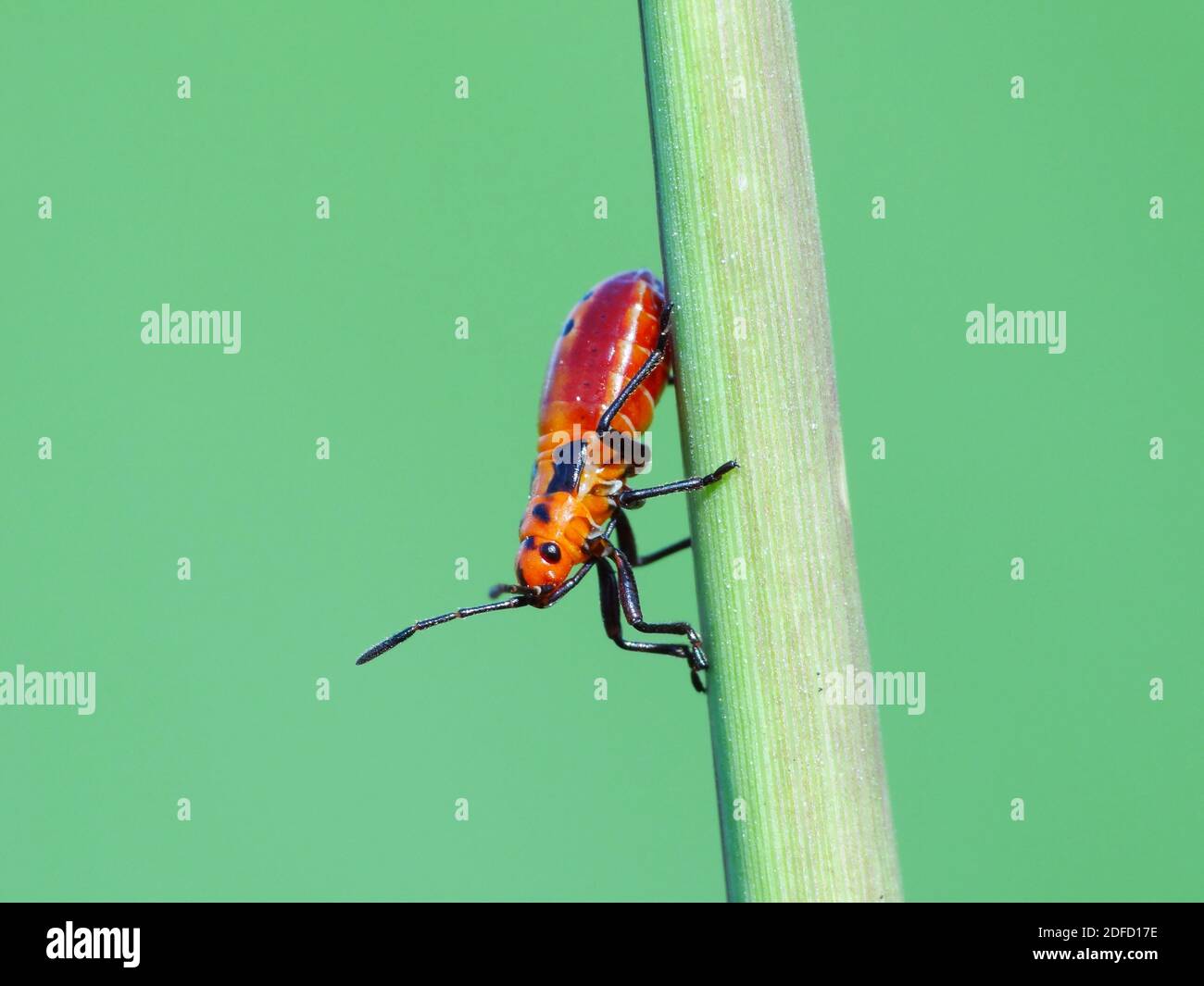 Insect eye organ head hi-res stock photography and images - Alamy