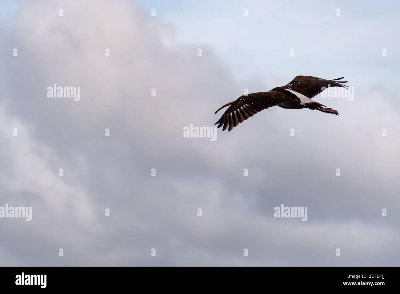 Juvenile white ibis in flight in the Everglades National Park Stock Photo