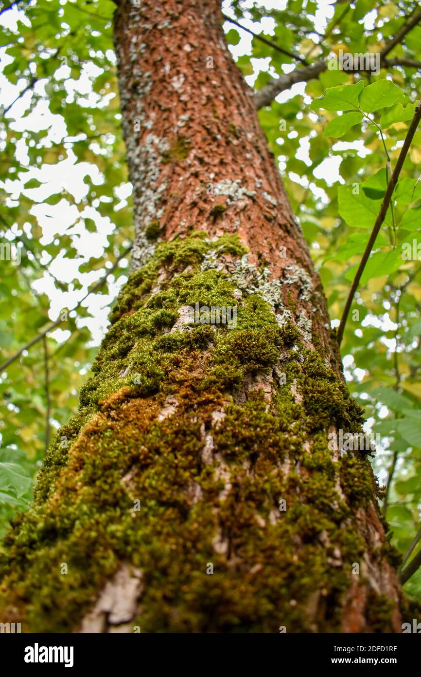 Mossy oak trunk hi-res stock photography and images - Alamy