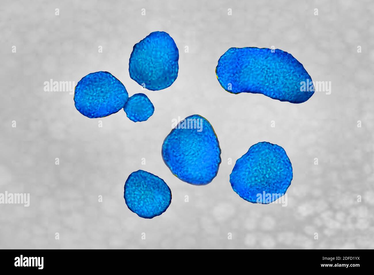 Prevotella bacteria Stock Photo
