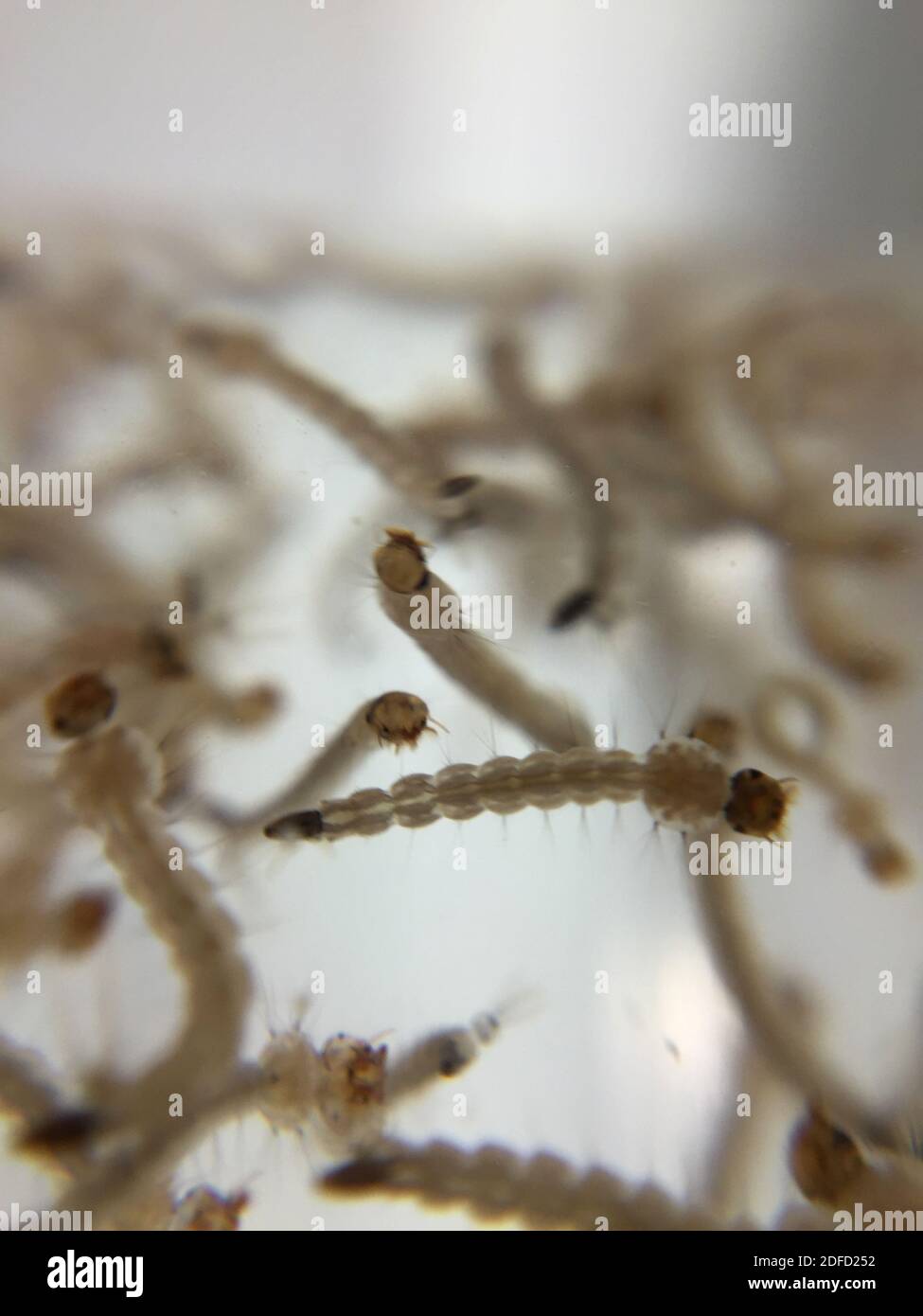 Aedes aegypti mosquito larvae Stock Photo