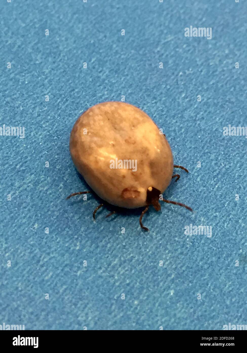 Engorged adult lone star tick Stock Photo