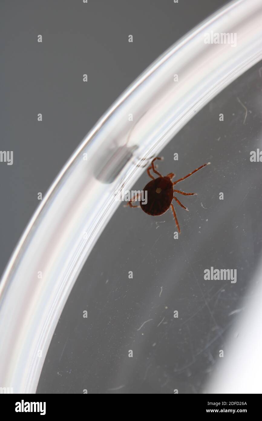 This female lone star tick, or Amblyomma americanum, was collected in Maryland. Lone star ticks can transmit the pathogens that cause diseases such as Stock Photo