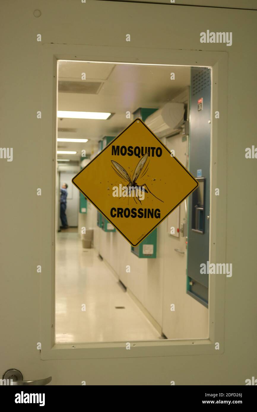 Mosquito crossing Stock Photo