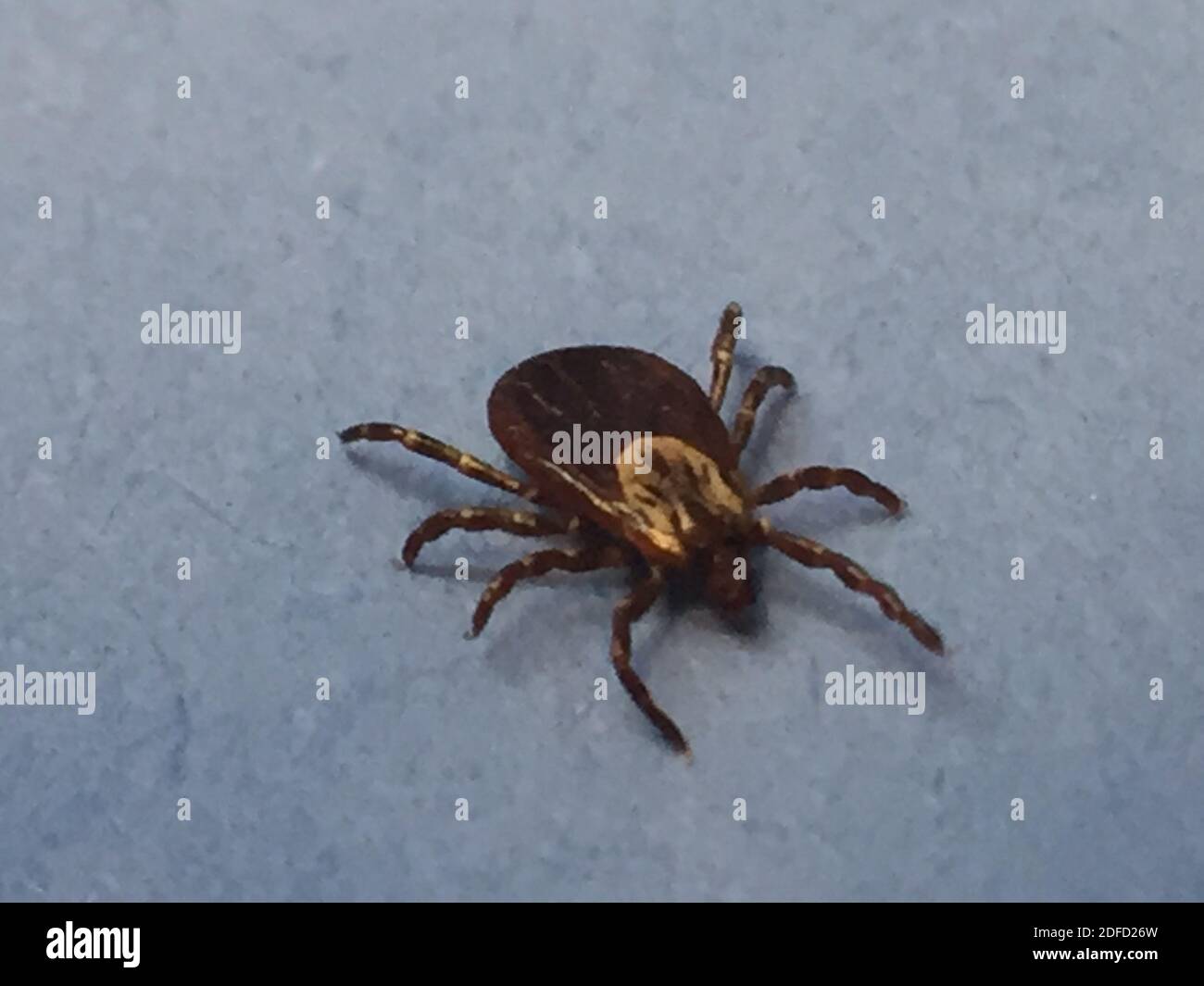 A female adult dog tick, or Dermacentor variabilis, crawls on a vial of