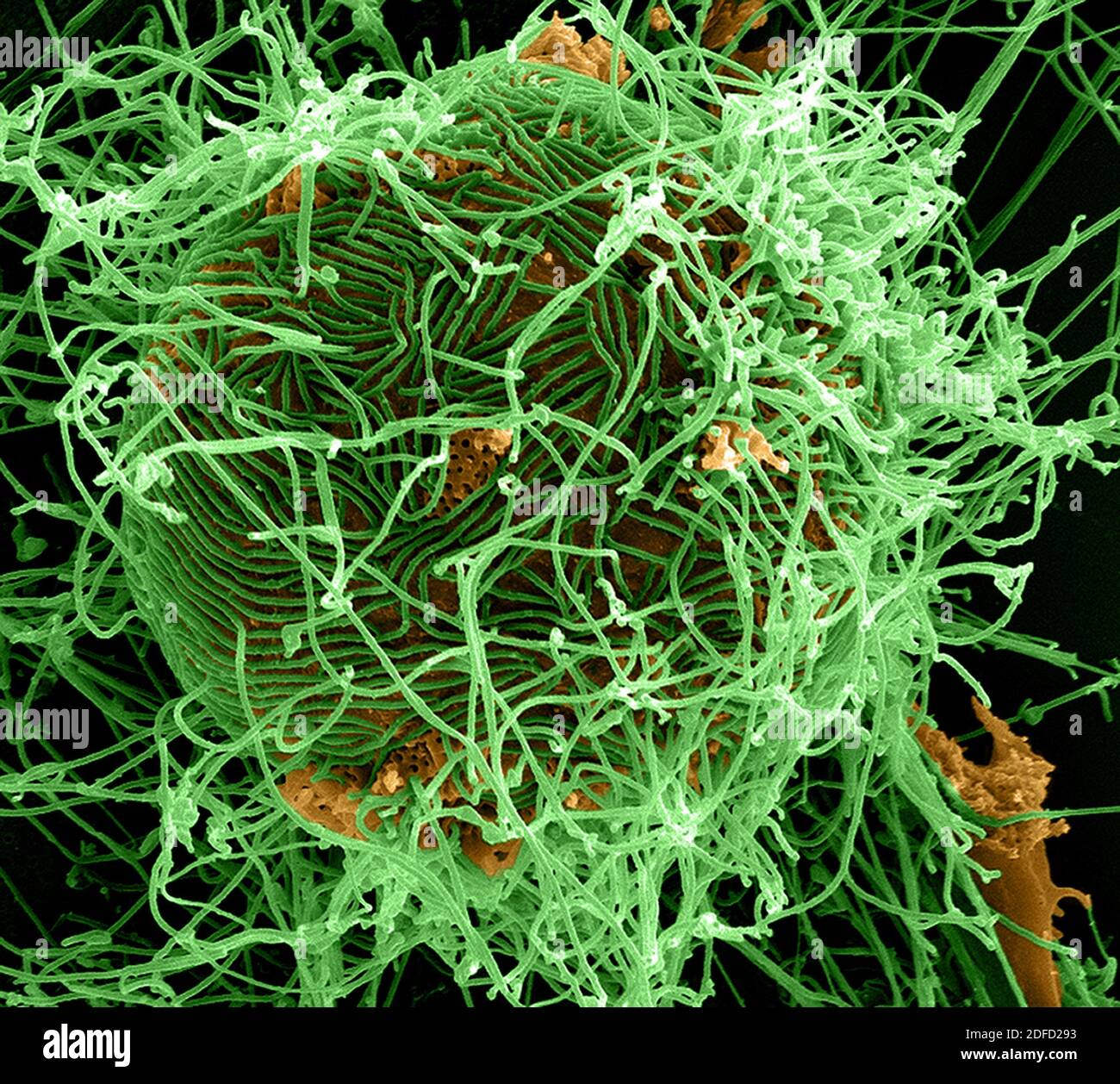 Colorized scanning electron micrograph of filamentous. Ebola virus particles (green) attached and budding from. a chronically infected VERO E6 cell (o Stock Photo