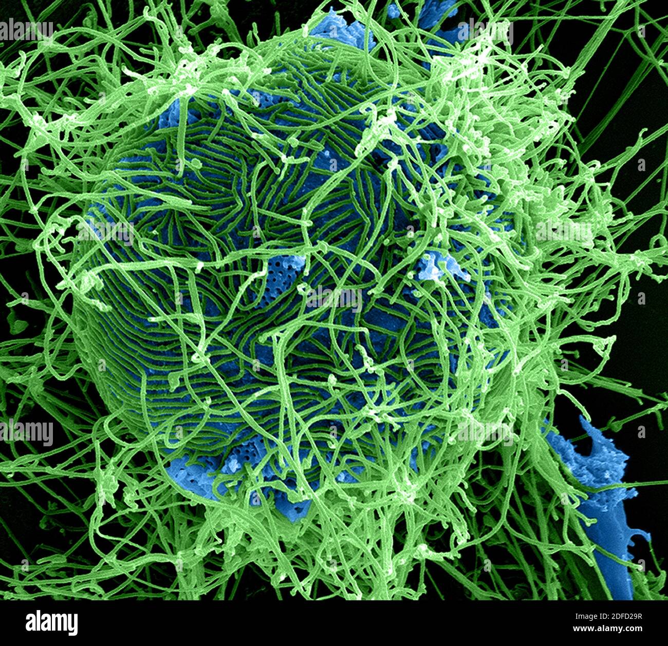 Colorized scanning electron micrograph of filamentous. Ebola virus particles (green) attached to and budding from. a chronically infected VERO E6 cell Stock Photo