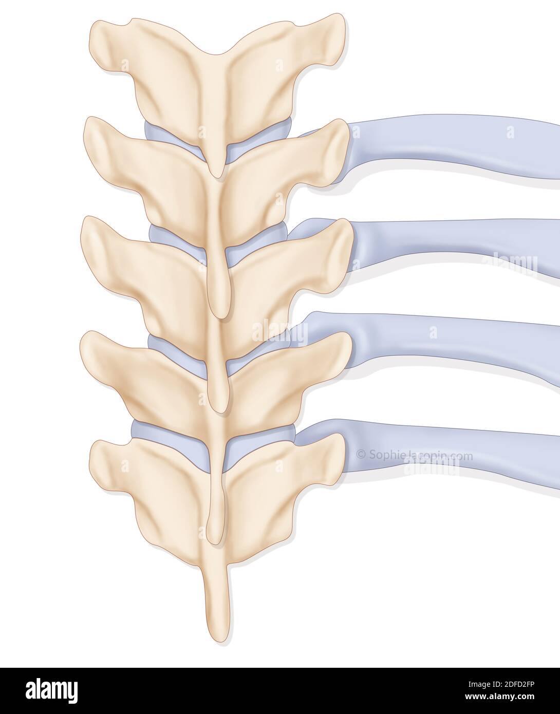Child costovertebral angle Stock Photo Alamy