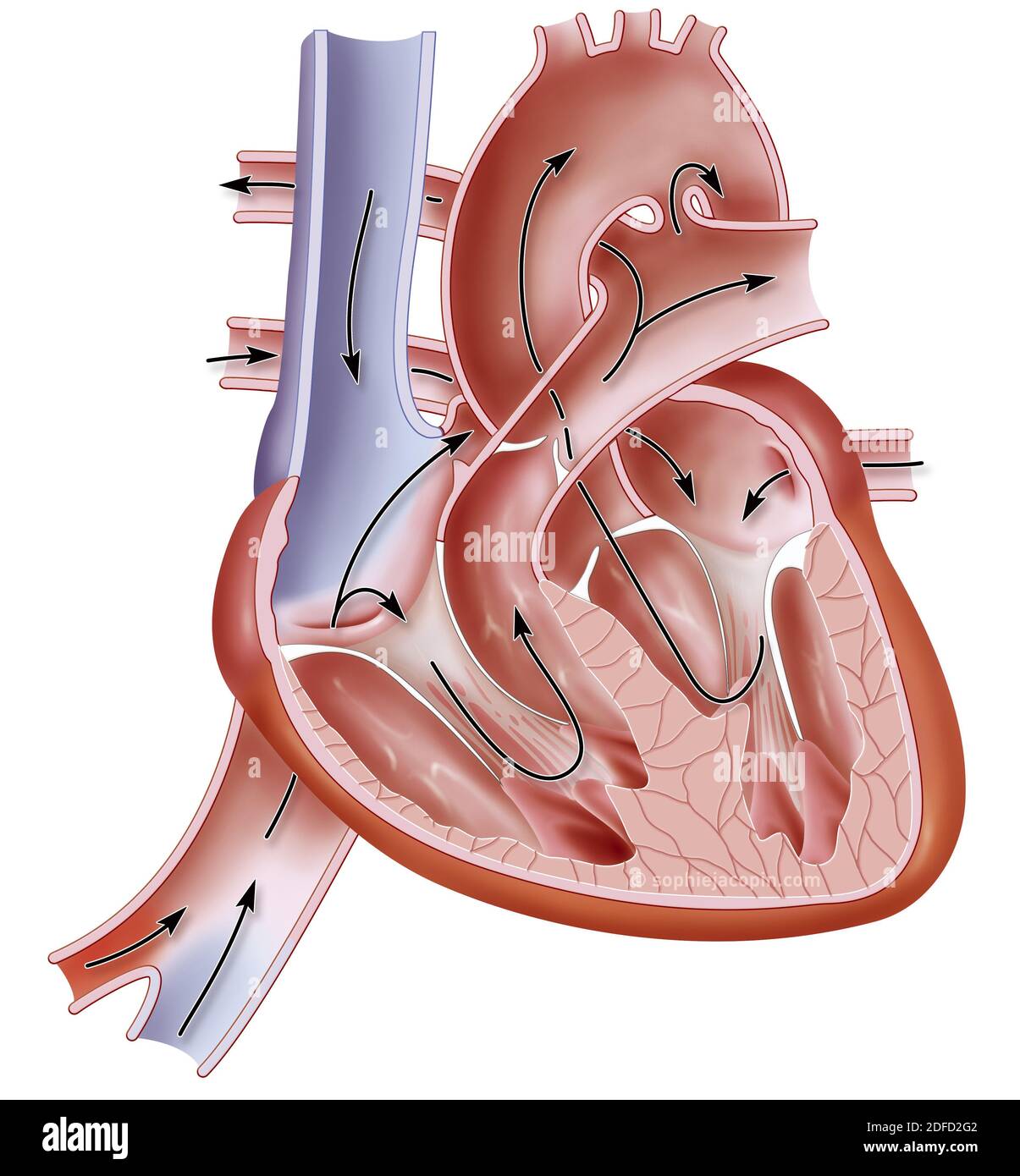 Heart of a fetus Stock Photo