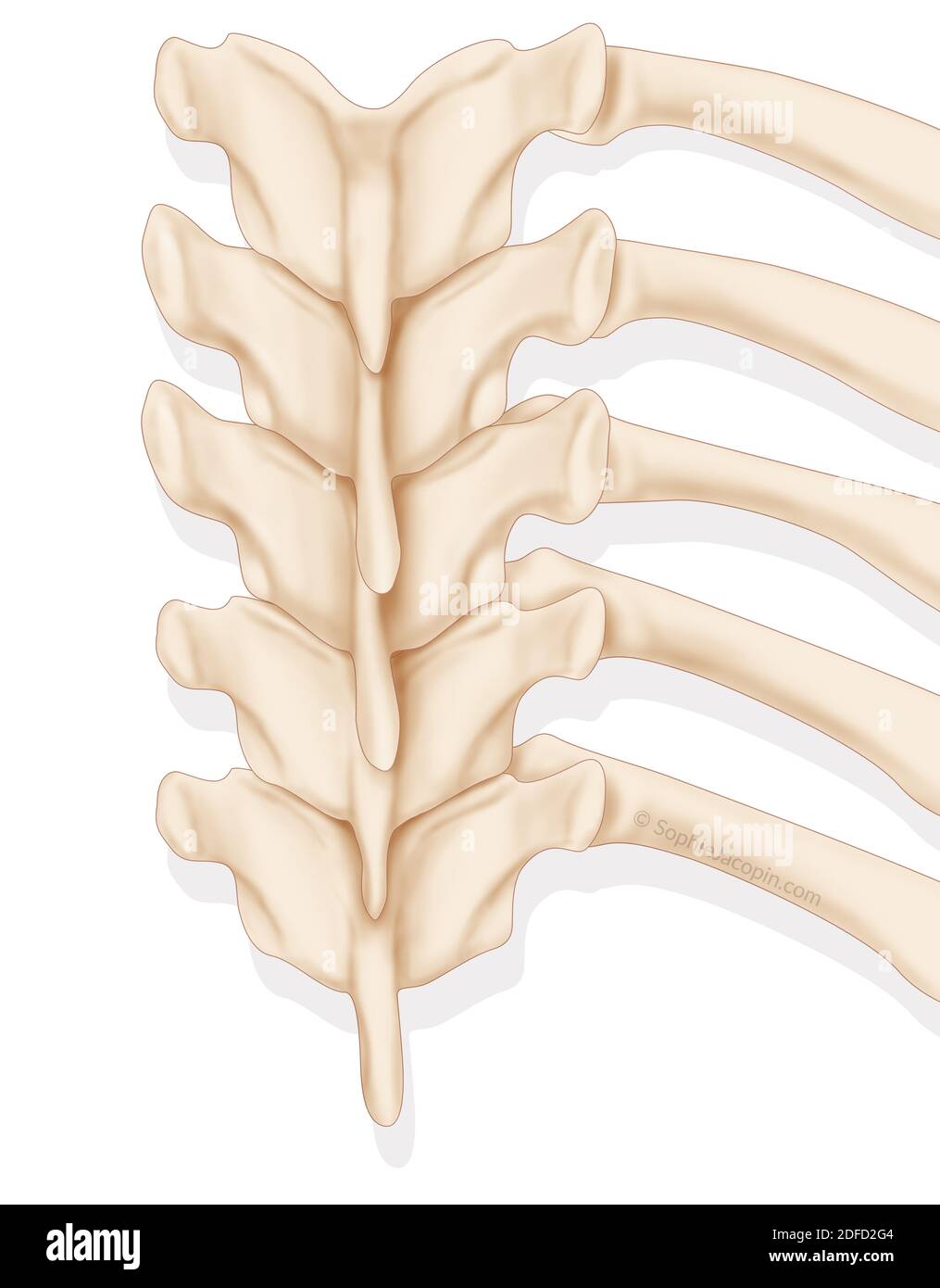 Adult costovertebral angle Stock Photo Alamy