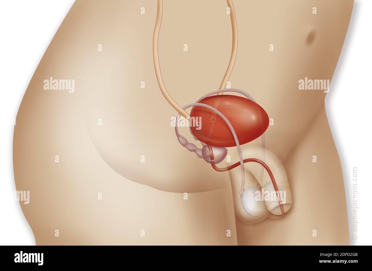 The bladder and its relationship in the boy Stock Photo