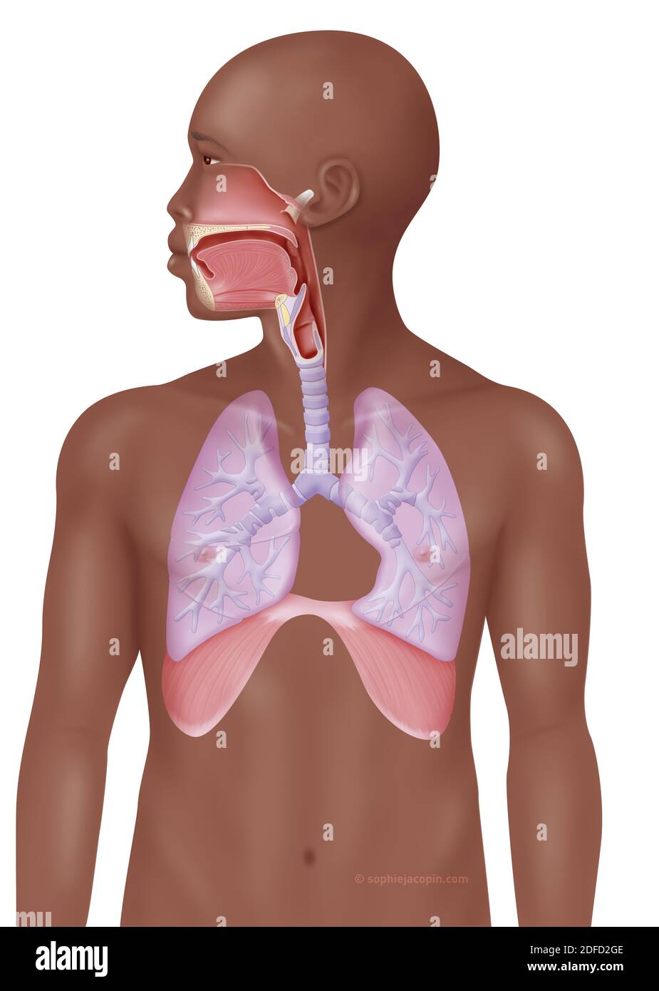 Respiratory tract adult Stock Photo