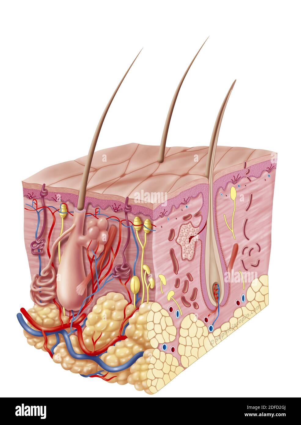 Adult skin structure, anatomy, appendages of the integumentary system. This illustration represents a 3D section view of 3/4 of the anatomy and struct Stock Photo
