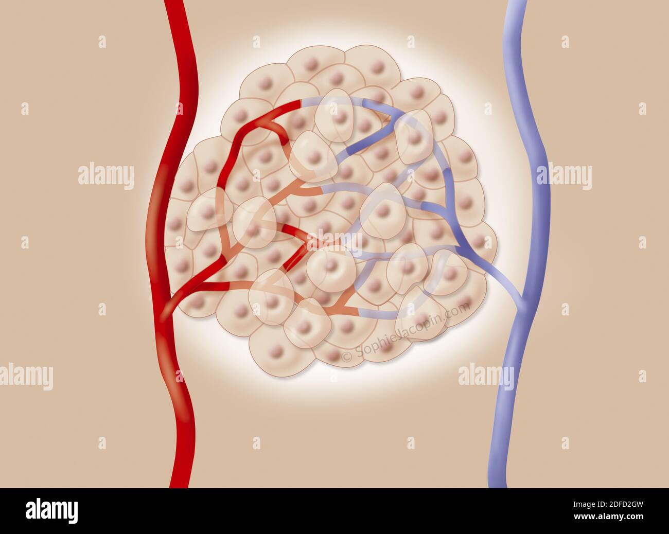 Blood tissue capillaries Stock Photo