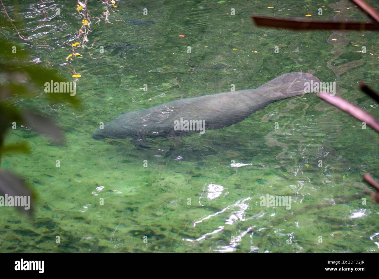 Manatee swimming in clear water at Blue Spring State Park Florida Stock