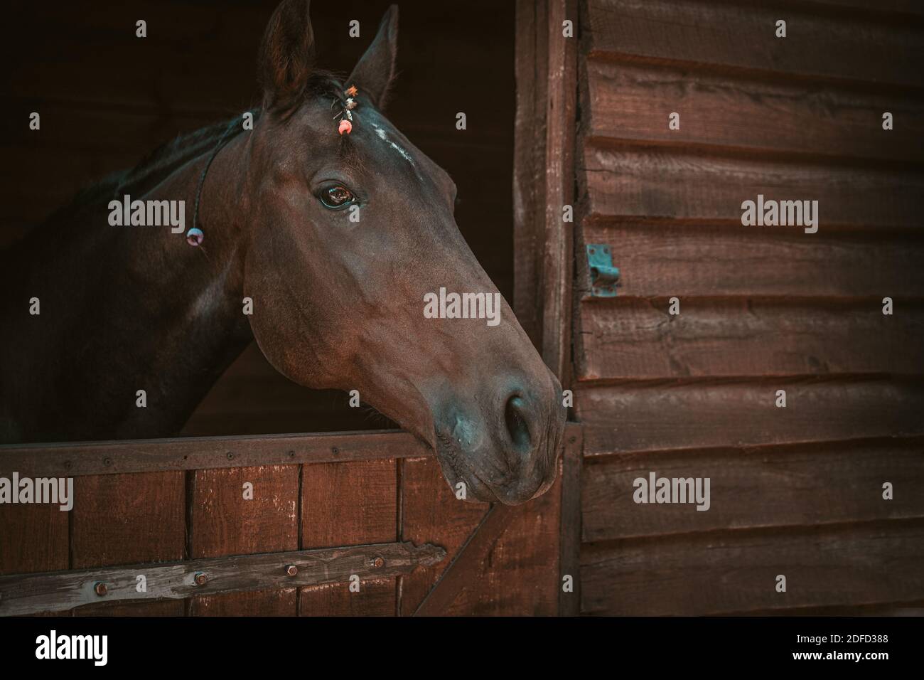 Beautiful horse peeking out the stable doors with beads braided mane. Beautiful brown ranch horse with braided mane. Horse from the ranch Stock Photo